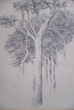 Arthur George Walker RA (1861 - 1939) - Tree Sketch. - Harrington Antiques