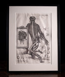 Pietro Berrettini (1596 - 1669) - Engraving Of Plate XIII, Tabulae Anatomicae - Harrington Antiques