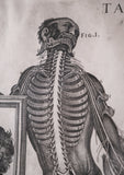 Pietro Berrettini (1596 - 1669) - Engraving Of Plate XIII, Tabulae Anatomicae - Harrington Antiques