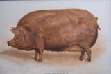 'Prize Tamworth Pig' Engraving. Melton Constable, Norfolk. Early 20thC. - Harrington Antiques