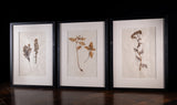 Set Of Three Botanical Specimens, 19th Century - Harrington Antiques