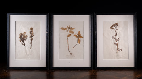 Set Of Three Botanical Specimens, 19th Century - Harrington Antiques