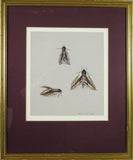 Mary Elliot Lacey (1924-2004) 'Privet Hawk Moth', Signed Gouache. - Harrington Antiques